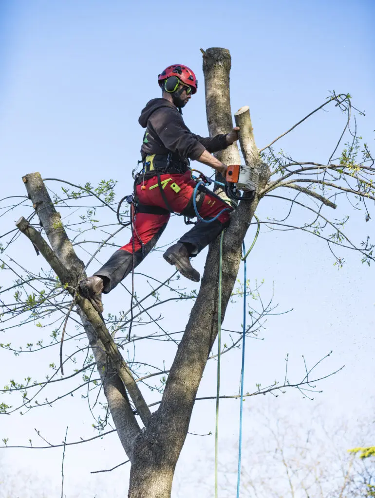 chicago tree trimming