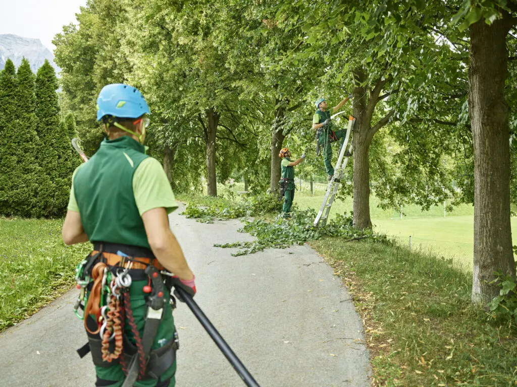 chicago tree trimming